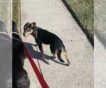 Small Photo #6 German Shepherd Dog-Miniature Pinscher Mix Puppy For Sale in Fishers, IN, USA