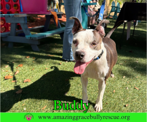 American Pit Bull Terrier-Unknown Mix Dogs for adoption in Milton, FL, USA