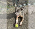 Small #2 American Pit Bull Terrier