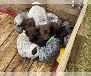 German Shorthaired Pointer Puppy for Sale in SHELBY, North Carolina USA