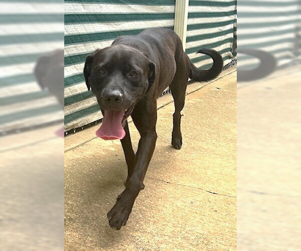 Medium Photo #5 Chocolate Labrador retriever-Unknown Mix Puppy For Sale in Wetumpka, AL, USA