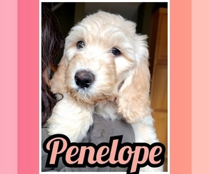 Goldendoodle Puppy for sale in GRESHAM, OR, USA