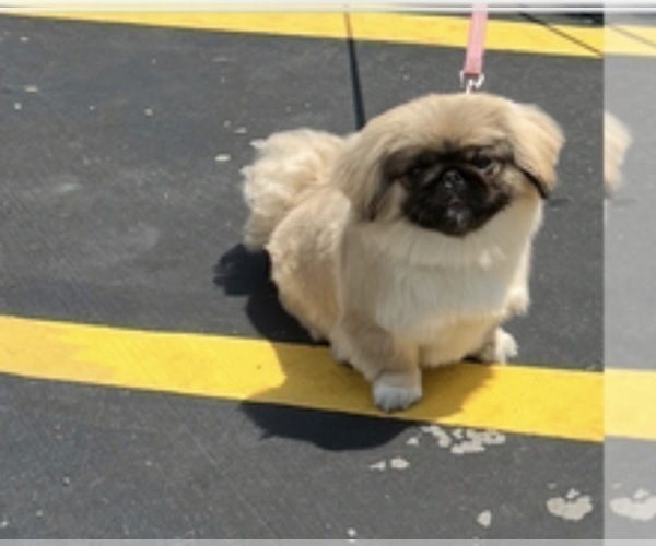 Medium Photo #1 Pekingese Puppy For Sale in ANTIOCH, TN, USA