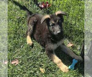 German Shepherd Dog Puppy for sale in RIGA, MI, USA