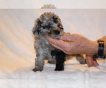 Small #8 Poodle (Toy)