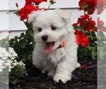 Small #1 Maltese