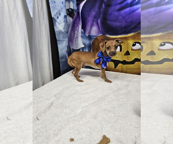 Medium Photo #2 Dachshund-Unknown Mix Puppy For Sale in Metairie, LA, USA