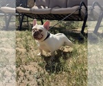 Small #1 French Bulldog