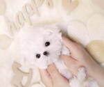 Small Photo #7 Maltese Puppy For Sale in Seoul, Seoul, Korea, South