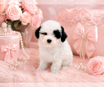 Small #21 Poodle (Toy)