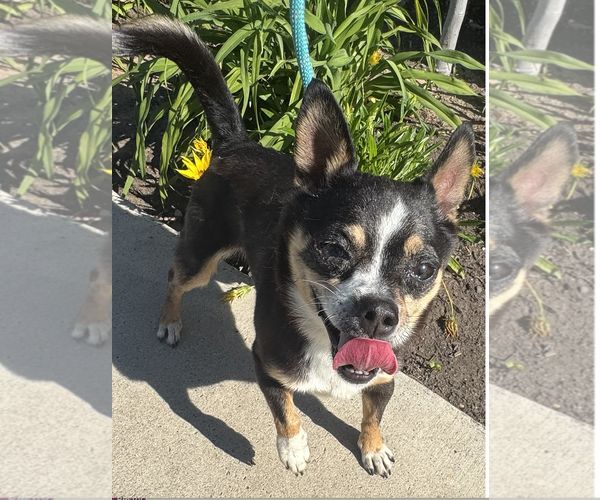 Medium Photo #2 Chihuahua-Unknown Mix Puppy For Sale in Newport Beach, CA, USA