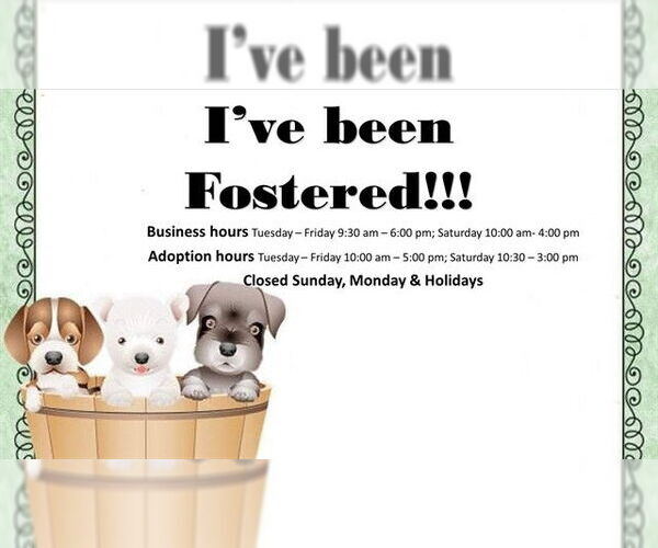 Medium Photo #1 Mutt Puppy For Sale in Moreno Valley, CA, USA