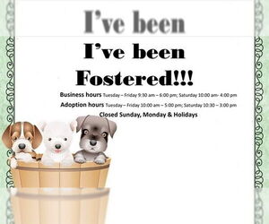 Mutt Dogs for adoption in Moreno Valley, CA, USA