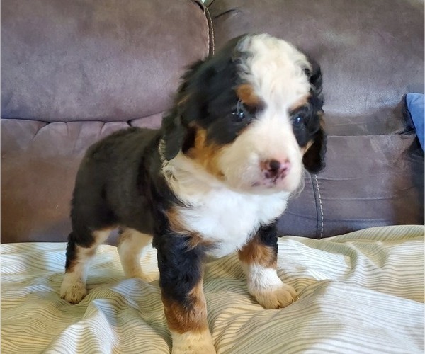 Medium Photo #4 Bernedoodle (Miniature) Puppy For Sale in LEETONIA, OH, USA