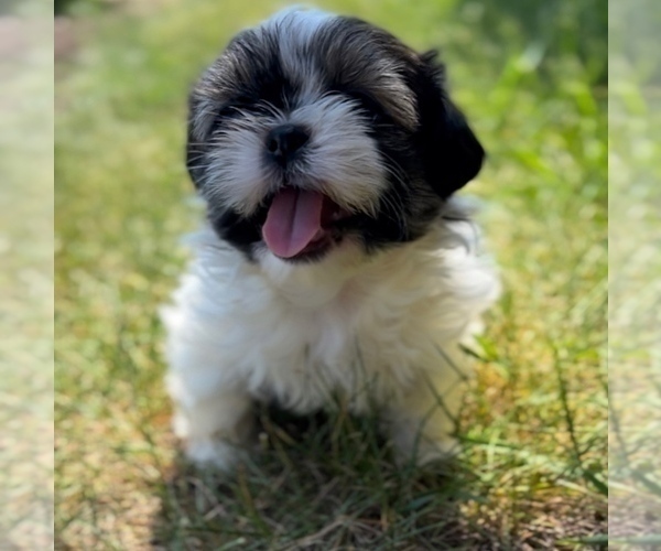 Medium Photo #3 Shih Tzu Puppy For Sale in GRANGER, IN, USA