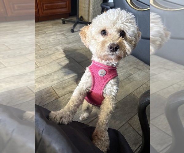 Medium Photo #1 Maltipoo (Toy) Puppy For Sale in BURLINGAME, CA, USA