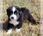 Small Photo #2 Miniature Australian Shepherd Puppy For Sale in PRAIRIE GROVE, AR, USA