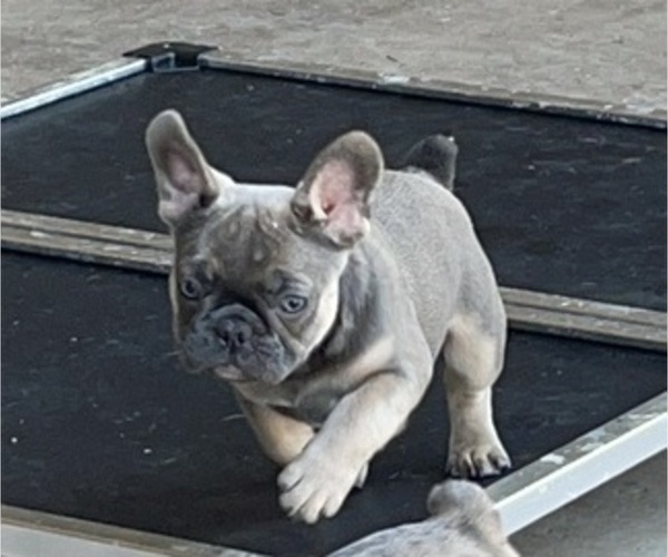 Medium Photo #5 French Bulldog Puppy For Sale in QUEEN CREEK, AZ, USA
