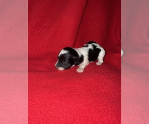 Medium Cavapoo-Poodle (Miniature) Mix