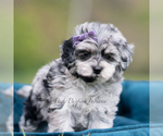 Small Photo #110 Maltipoo (Miniature) Puppy For Sale in WARSAW, IN, USA