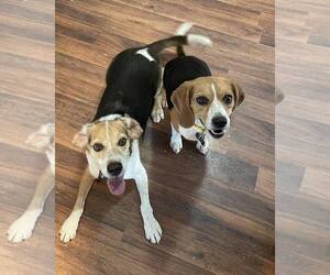 Beagle Dogs for adoption in Las Vegas, NV, USA