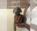 Puppy Burgandy Labrador Retriever