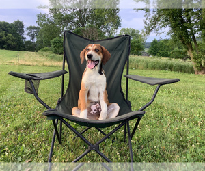 Border Collie-Redbone Coonhound Mix Puppy for sale in HILLSBORO, WI, USA
