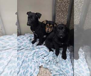 Mutt Dogs for adoption in Martinsburg, WV, USA