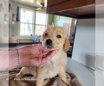 Small Photo #3 Golden Retriever Puppy For Sale in BATH, NY, USA
