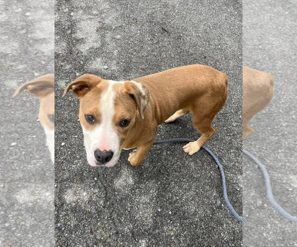 Medium Photo #6 Mutt Puppy For Sale in Rustburg, VA, USA
