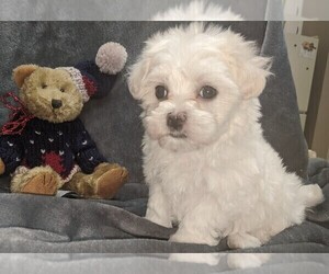 Maltese Puppy for sale in BEATRICE, NE, USA