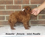 Small #1 Poodle (Toy)