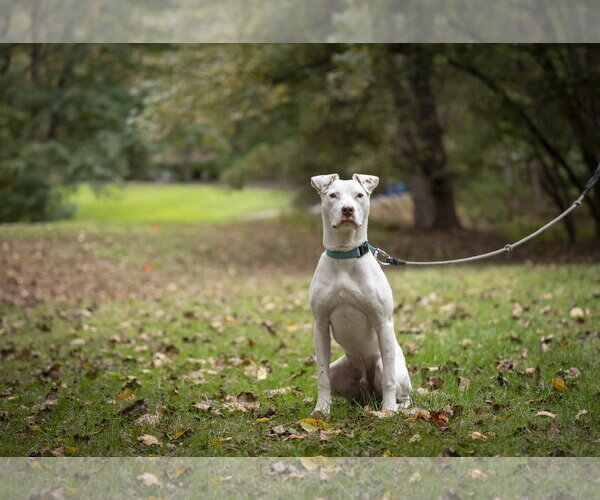 Medium Photo #7 American Staffordshire Terrier-Jack Russell Terrier Mix Puppy For Sale in Arlington, VA, USA