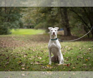 Ziggy - Male American Staffordshire Terrier-Jack Russell Terrier Mix Dog for Adoption - Photo #7