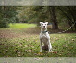 Small Photo #7 American Staffordshire Terrier-Jack Russell Terrier Mix Puppy For Sale in Arlington, VA, USA