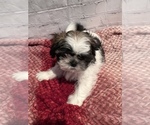 Small Photo #7 Shih Tzu Puppy For Sale in ROSEVILLE, OH, USA