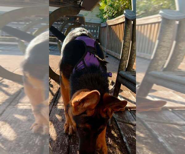Medium Photo #6 German Shepherd Dog Puppy For Sale in AUGUSTA, GA, USA
