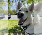 Small #6 Siberian Husky Mix