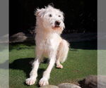 Small #2 Mutt