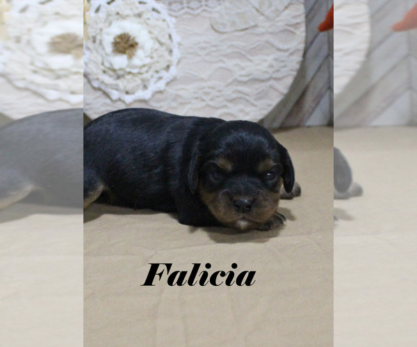 Medium Photo #20 Cavalier King Charles Spaniel Puppy For Sale in CHANUTE, KS, USA