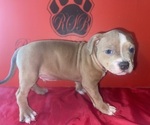 Small #3 American Bully
