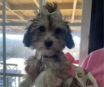 Small Photo #11 Maltipoo (Miniature) Puppy For Sale in PALMDALE, CA, USA