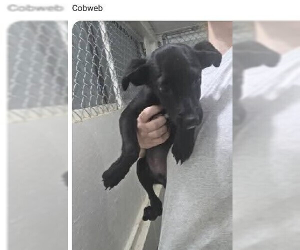 Medium Photo #1 Labrador Retriever Puppy For Sale in garner, NC, USA