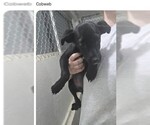 Small Labrador Retriever
