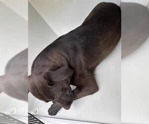 Labrador Retriever Dogs for adoption in Houston, TX, USA