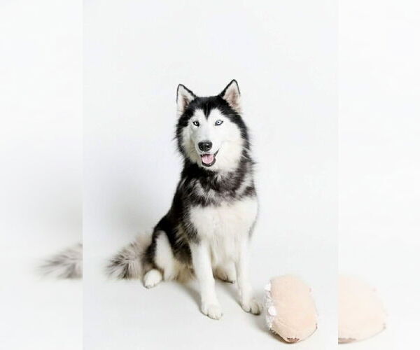 Medium Photo #3 Siberian Husky Puppy For Sale in Oak Bluffs, MA, USA