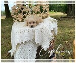 Puppy 4 Havachon