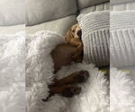Small Photo #2 Dachshund Puppy For Sale in Fruitland, SC, USA