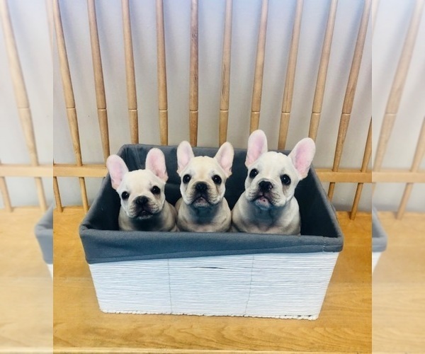 Medium Photo #6 French Bulldog Puppy For Sale in CLEARWATER, FL, USA