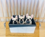 Small Photo #6 French Bulldog Puppy For Sale in CLEARWATER, FL, USA